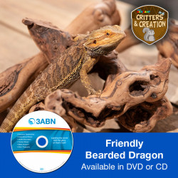 Friendly Bearded Dragon