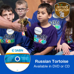 Russian Tortoise