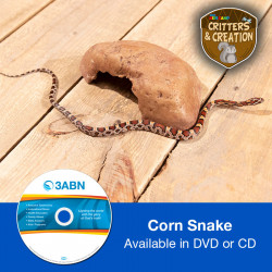 Corn Snake